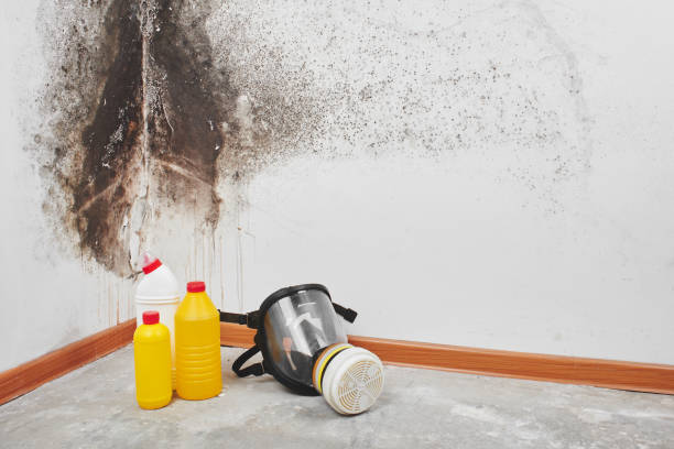 Best Attic Mold Remediation in Mec, CA