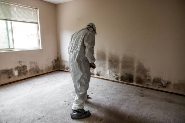  Mec, CA Mold Removal Pros