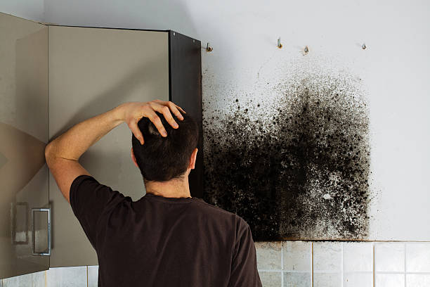 Professional Mold Remediation in Mecca, CA
