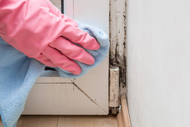 Best Crawl Space Mold Remediation in Mec, CA